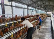 Rutan Kelas I Cipinang Kembangkan Ketahanan Pangan, Budidayakan 500 Ekor Ayam Petelur Libatkan Warga Binaan