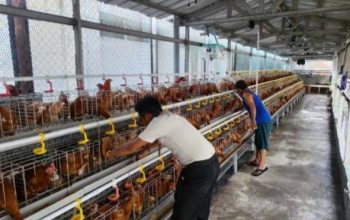 Rutan Kelas I Cipinang Kembangkan Ketahanan Pangan, Budidayakan 500 Ekor Ayam Petelur Libatkan Warga Binaan
