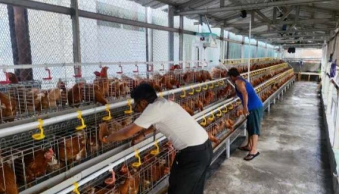 Rutan Kelas I Cipinang Kembangkan Ketahanan Pangan, Budidayakan 500 Ekor Ayam Petelur Libatkan Warga Binaan